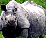 One Horned Rhinoceros Conservation programme